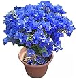 BLOOM & GROW Rare Blue Bougainvillea Live Plant