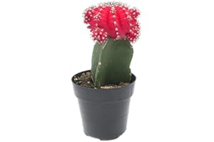 TODOCACTUS Gymnocalycium Cactus Injertado Color Rojo en Maceta Pequeña Cactus de Interior