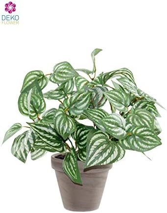 Dekoflower - Artificial Peperomia Plant 34 CM Cream/Green in Clay Pot