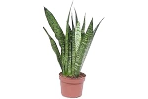 UNSERE-GAERTNEREI-MUELLER Bogenhanf (Sansevieria zeylanica), kompakt mit dunkelgrüner kräftiger Farbe, pflegeleichte Zimmerpflanze (ca. 40cm hoch im 12cm Topf)