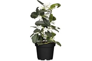 DECOALIVE Planta Jazmín del Madagascar con Flores de Color Blanco Ideal Interior