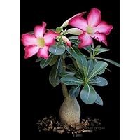 Tropica - Sukkulenten - Wüstenrose (Adenium obesum) - 8 Samen