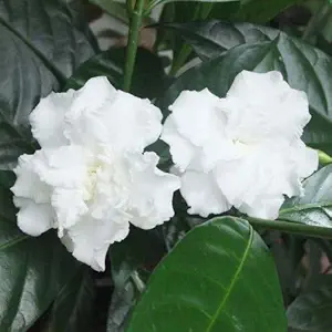 Modern Plants Live Double Chandni/Crepe Jasmine/Tabernaemontana Divaricata Beautiful Evergreen Flowering Shrub Plant With Mud For Home Garden (Height: 1 feet to 2 feet) - Healthy Live 1 Plant