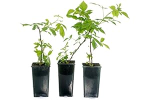 NATURGARDEN Frambueso Rojo Rubus Idaeus 10cm Planta Natural en Maceta Pequeña 1 Unidad