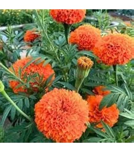 Zinnia Hybrid Flower Plants Flower All Season for Home Garden Pack