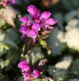 Waldnessel Sterling Silver - Lamium maculatum