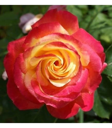 Rosa Charles De Gaulle &reg; Meilland | Profumata, Vaso 19 Cm, Fiori Lilla, Foto Reale