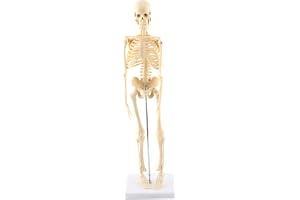 GAESHOW 1 st mänskligt skelett anatomisk modell anatomiskt undervisningsverktyg med bas PVC