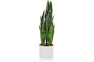 hjh OFFICE 871016 Pianta artificiale SANSEVIERIA con fioriera Altezza 65 cm Pianta d'appartamento artificiale arco di canapa