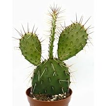 Gxdchfj Opuntia Cactus Isolated On White Background 304 Stainless Steel Flask 7oz Utensilios de bar Artículos y equipo de servicio para la restauración