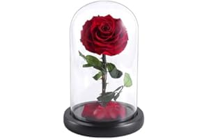 HAYSAR Preserved Real Rose in Movable Bright Glass Dome Rose Gift Present Box Handmade Fresh Cut Processed Rose Suitable For Home or Office Decoration Gift For Birthday Anniversary Celebrations Wedding