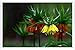 Produktbild Metall Poster Blechschilderplatte Blechschild Plakat Flower Tin Sign Grouse Flowers Blur Close-Up Flowerbed 62420 Retro Weinlese Kunstdrucke by hamgaacaan (20x30cm)