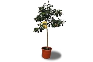 Vivai Gardenhome - Limone 4 stagioni Alberello