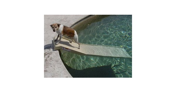dog pool ramp amazon
