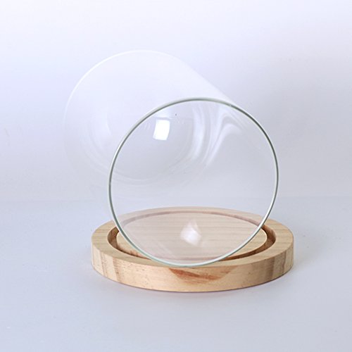 MagiDeal Garten Deko Transparente Glasglocke Glashaube Glassturz mit Holzboden für Pflanzen Blumen - 4