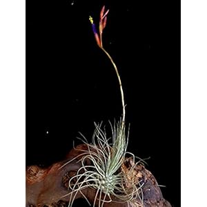 Seltene XL Wüsten Tillandsie Tillandsia argentea 1x Pflanze aus Deutscher Zucht