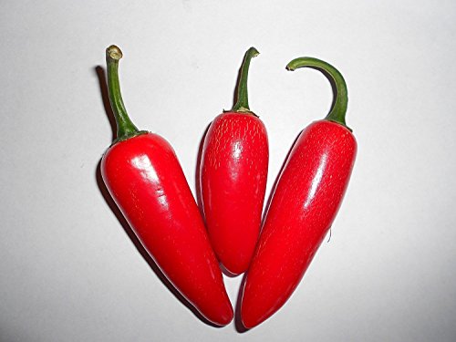 Jalapeno Pepper 10 Samen (Massenträger)
