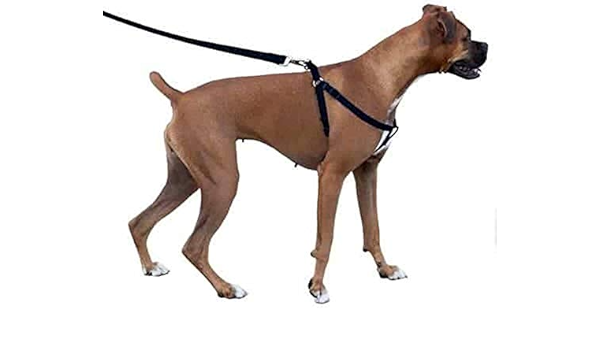 dog body harness