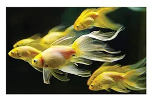 ISEE 360 Wallpaper Animal Posters Canvas for Kids Room Long Walls Living Room Bedroom Kitchen Furniture Kids Boys Girls Lion Fishes Sticker L X H 18 X 12 Inches