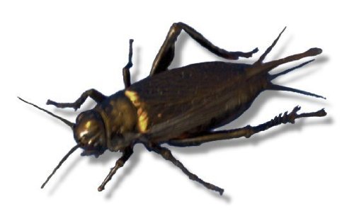 Live Black Field Crickets Extra Large BULK BAG