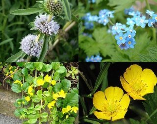 gemischtes Pflanzensortiment mit 25 Pflanzen Teichpflanzen Teichpflanze Teich