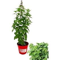 Pianta Di Erba Luigia In Vaso 14 Cm - Aromatica Al Profumo Di Limone, Per Infusi, Liquori, Cucina - Foto 7