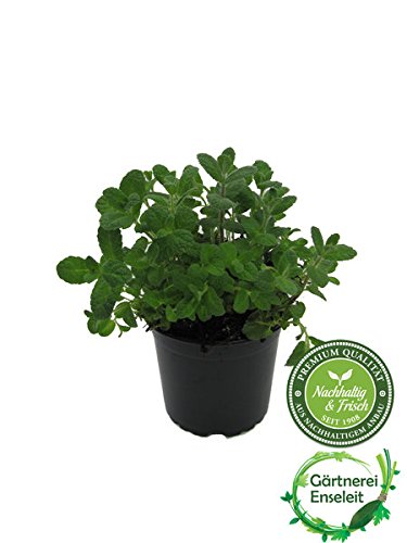 Apfel Minze,frische Apfelminze,Mentha suaveolens