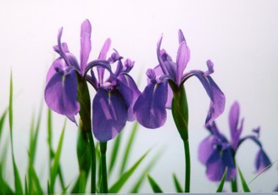 Mühlan – Pflanzenset für Teichkübel oder Miniteiche, Zwergseerose, Schwimmpflanzen, Wasserpflanzen, Sumpfpflanzen - 2