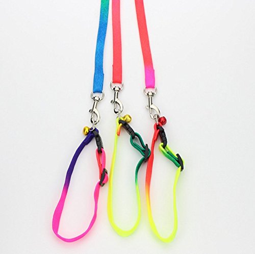 DaWa-1-Pcs-12m-Durable-Pet-Dog-Nylon-Adjustable-Loop-Training-Leash-Slip-Lead-Traction-Rope-Dog-Chain-Belt-Pet-Dog-SuppliesColorful