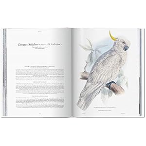 Les perroquets 1830-1832, Edward Lear : Illustrations of the Family of Psittacidae, The Complete Plates