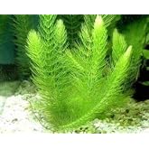 Ceratophyllum Demersum Tilki Kuyruğu Kolay Akvaryum Bitkisi 1 Bağ