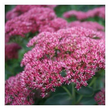 Fetthenne 'Herbstfreude' - Sedum telephium 'Herbstfreude