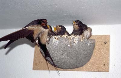 Rauchschwalbennest, Einzelnest, Nisthilfe für Rauchschwalben