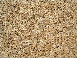 20kg Shady Area Lawn Grass Seed Under Trees Shade