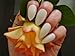 Pink-Candy Full Cover White Stiletto False Nails to Paint Yourself - 120