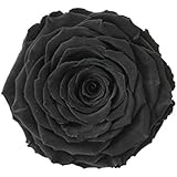 ETERNAL ROSES, XXL Rosenkopf, konserviert; Farbe Black