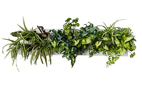 Hoh. Trio Smart por ortisgreen, tres vertical Garden cajas en color blanco (plástico ABS) y apoyo para tres Hoh. En Acero Inoxidable, sustrato natural y instrucciones incluidas