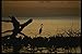 Produktbild 043060 Tri Color Heron A4 Photo Poster Print 10x8