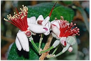 RP Seeds Feijoa sellowiana (Fruit Salad Bush) - 10 Seeds