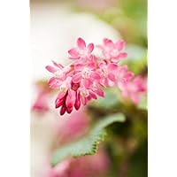 Blutjohannisbeere Ribes sanguineum 'King Edward VII' im Topf gewachsen 60-100cm