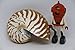 Produktbild Nautilus Pompilius Mini Kopffüßer Malakologie Natürlichen Muscheln des Meeres