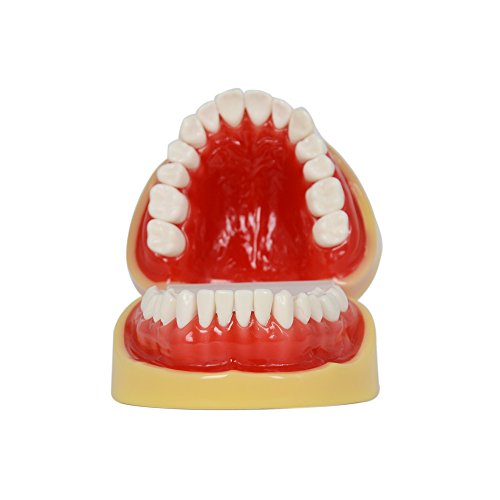 Etelux A11 Dental Teach Studie Erwachsene Standard 28 pcs Demonstration Zähne Modell Flesh Pulver - 2