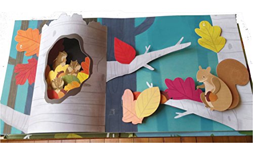 Les trésors cachés de la forêt en Pop-Up