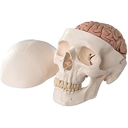 3B Scientific A20/9 Modelo de anatomía humana Cráneo Clásico con Cerebro y conexiones magnéticas, 8 Piezas