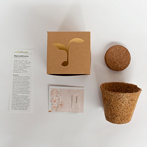 Geschenk-Anzuchtset Alpenedelweiss - 2