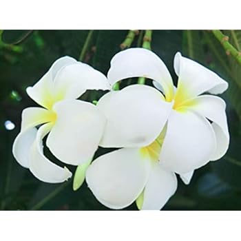 Sellify Heirloom 5 Graines Plumeria Arbre Jaune Et Fleurs Blanches Arbuste Graines Plumeria Rubra Frangipani T026