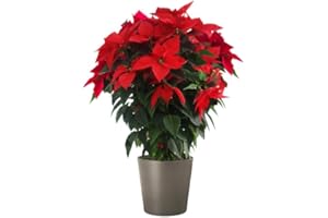 DECOALIVE Planta Natural Poinsettia Flor de Pascua Planta Viva