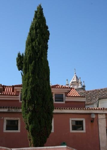 TROPICA - Mittelmeer-Zypresse (Cupressus sempervirens var. pyramidalis) - 100 Samen