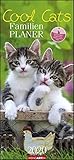 Cool Cats Familienplaner. Wandkalender 2020. Monatskalendarium. Spiralbindung. Format 22 x 48 cm by