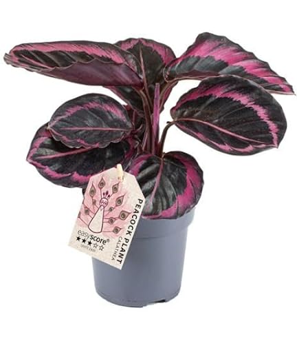 Produktbild von Bloomique - 2er-Set - Calathea Warscewiczii - Pfauenpflanze